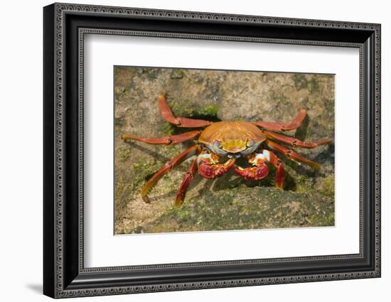 Sally Lightfoot Crab-DLILLC-Framed Photographic Print