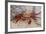 Sally Lightfoot Crab-DLILLC-Framed Photographic Print