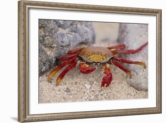 Sally Lightfoot Crab-DLILLC-Framed Photographic Print