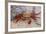 Sally Lightfoot Crab-DLILLC-Framed Photographic Print