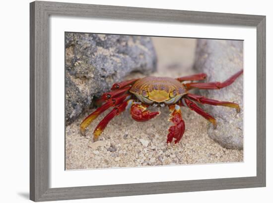 Sally Lightfoot Crab-DLILLC-Framed Photographic Print