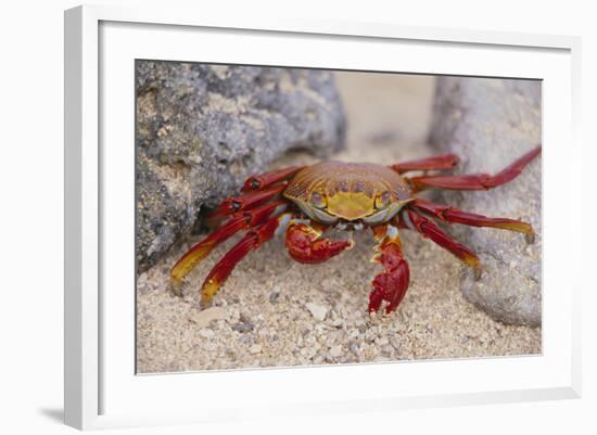 Sally Lightfoot Crab-DLILLC-Framed Photographic Print