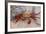 Sally Lightfoot Crab-DLILLC-Framed Photographic Print