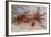 Sally Lightfoot Crab-DLILLC-Framed Photographic Print