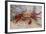 Sally Lightfoot Crab-DLILLC-Framed Photographic Print