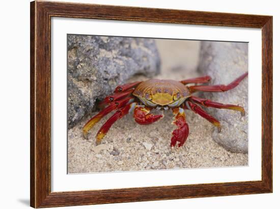 Sally Lightfoot Crab-DLILLC-Framed Photographic Print