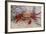 Sally Lightfoot Crab-DLILLC-Framed Photographic Print