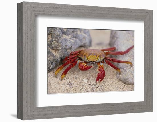 Sally Lightfoot Crab-DLILLC-Framed Photographic Print