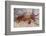 Sally Lightfoot Crab-DLILLC-Framed Photographic Print