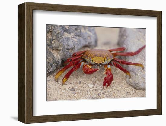 Sally Lightfoot Crab-DLILLC-Framed Photographic Print