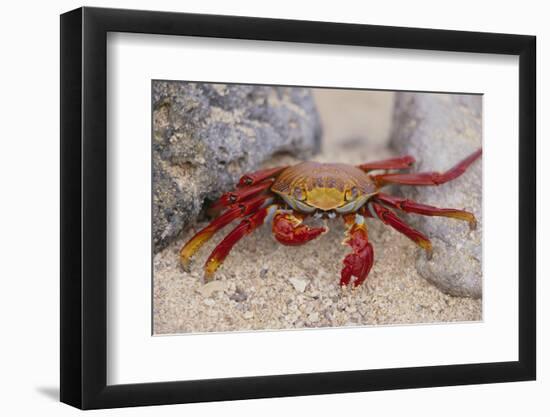 Sally Lightfoot Crab-DLILLC-Framed Photographic Print