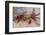 Sally Lightfoot Crab-DLILLC-Framed Photographic Print