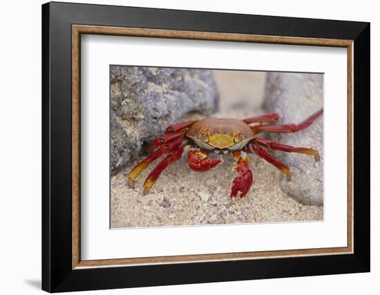 Sally Lightfoot Crab-DLILLC-Framed Photographic Print