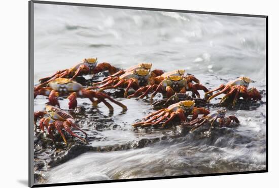 Sally Lightfoot Crabs Marching Together-DLILLC-Mounted Photographic Print