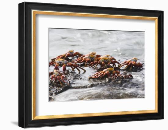 Sally Lightfoot Crabs Marching Together-DLILLC-Framed Photographic Print