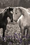Horses I-Sally Linden-Framed Photo