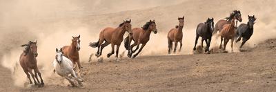 Horses I-Sally Linden-Photo