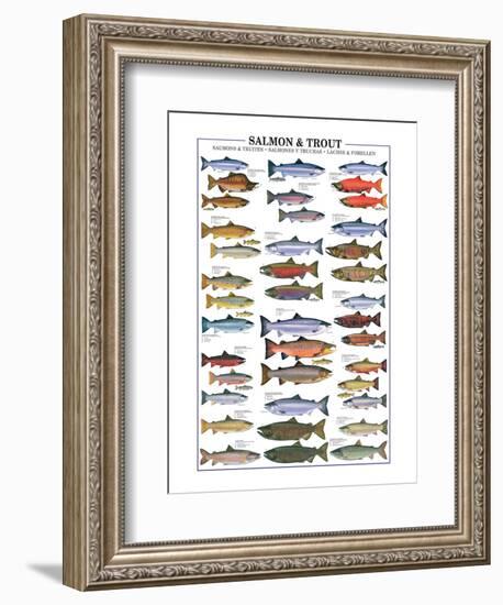 Salmon and Trout-null-Framed Art Print