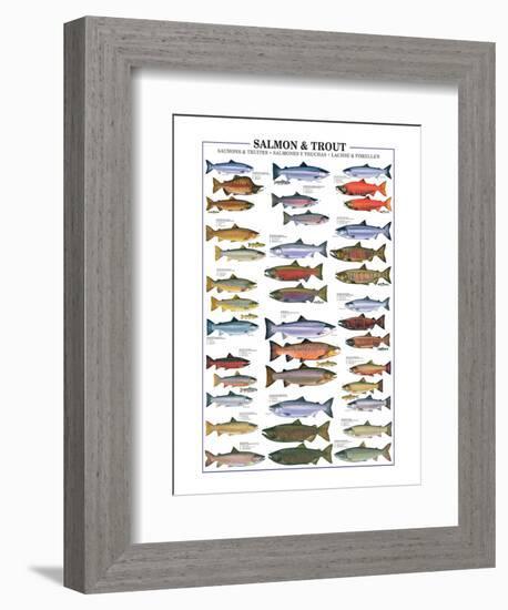 Salmon and Trout-null-Framed Art Print