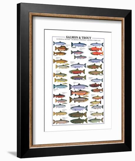 Salmon and Trout-null-Framed Art Print