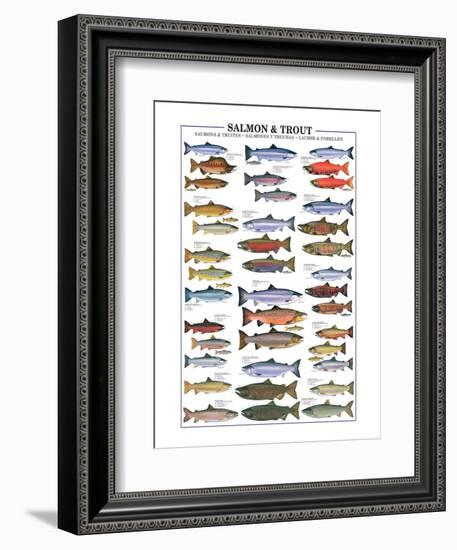 Salmon and Trout-null-Framed Art Print