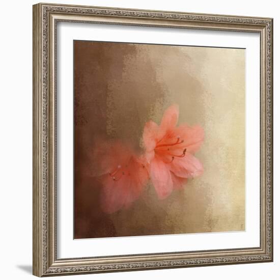 Salmon Azaleas-Jai Johnson-Framed Giclee Print