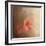 Salmon Azaleas-Jai Johnson-Framed Giclee Print