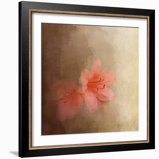 Salmon Azaleas-Jai Johnson-Framed Giclee Print