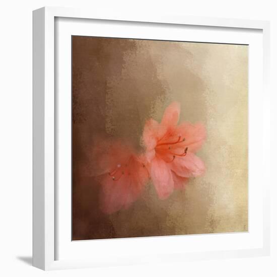 Salmon Azaleas-Jai Johnson-Framed Giclee Print