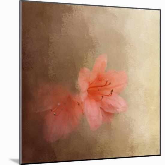 Salmon Azaleas-Jai Johnson-Mounted Giclee Print