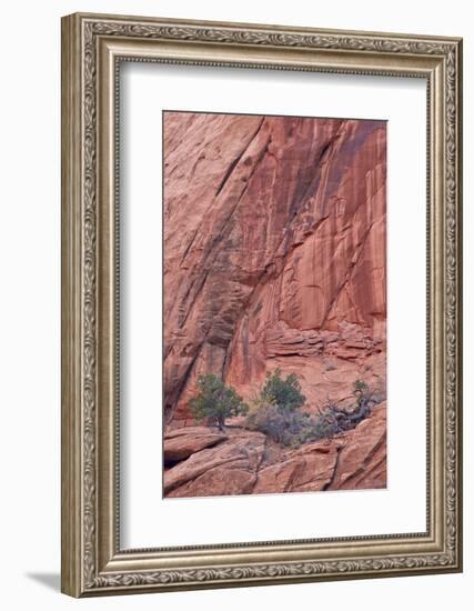 Salmon-Coloured Sandstone Wall with Evergreens-James Hager-Framed Photographic Print