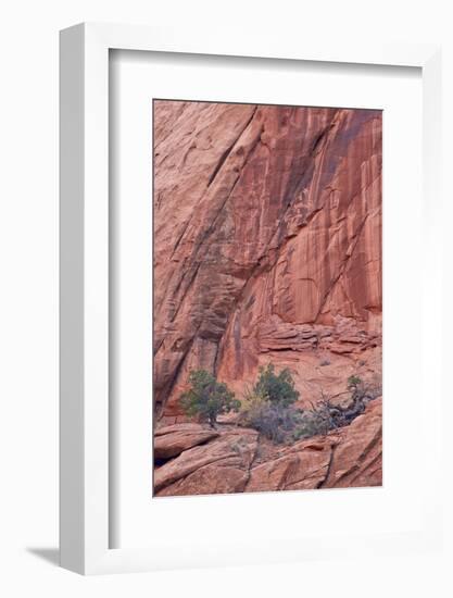 Salmon-Coloured Sandstone Wall with Evergreens-James Hager-Framed Photographic Print