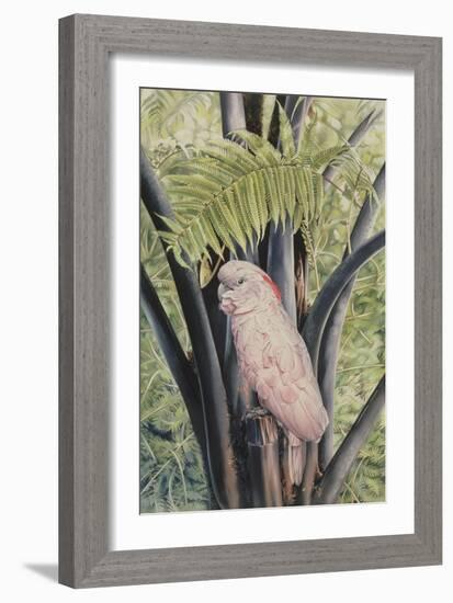 Salmon-crested Cockatoo, 1988-Sandra Lawrence-Framed Giclee Print