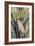 Salmon-crested Cockatoo, 1988-Sandra Lawrence-Framed Giclee Print