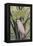 Salmon-crested Cockatoo, 1988-Sandra Lawrence-Framed Premier Image Canvas