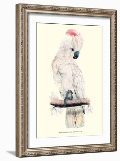 Salmon-Crested Cockatoo - Cacatua Moluccensis-Edward Lear-Framed Art Print