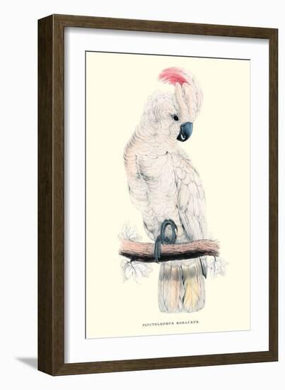 Salmon-Crested Cockatoo - Cacatua Moluccensis-Edward Lear-Framed Art Print