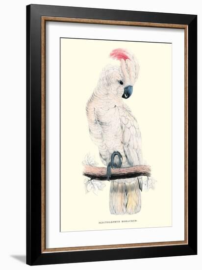 Salmon-Crested Cockatoo - Cacatua Moluccensis-Edward Lear-Framed Art Print