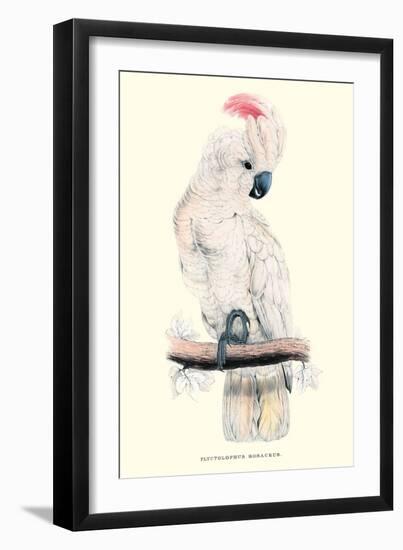 Salmon-Crested Cockatoo - Cacatua Moluccensis-Edward Lear-Framed Art Print