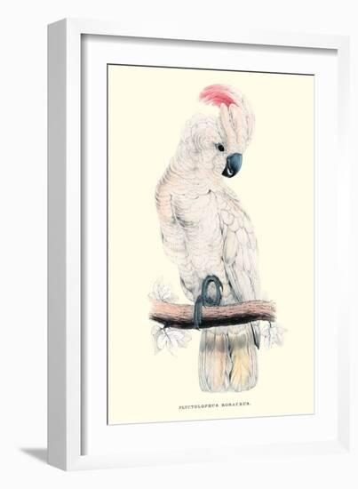 Salmon-Crested Cockatoo - Cacatua Moluccensis-Edward Lear-Framed Art Print