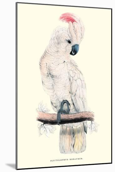 Salmon-Crested Cockatoo - Cacatua Moluccensis-Edward Lear-Mounted Art Print