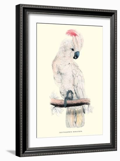 Salmon-Crested Cockatoo - Cacatua Moluccensis-Edward Lear-Framed Art Print