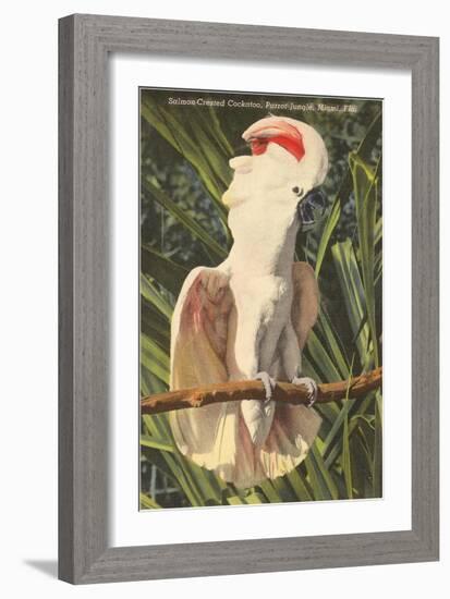 Salmon-Crested Cockatoo, Florida-null-Framed Art Print