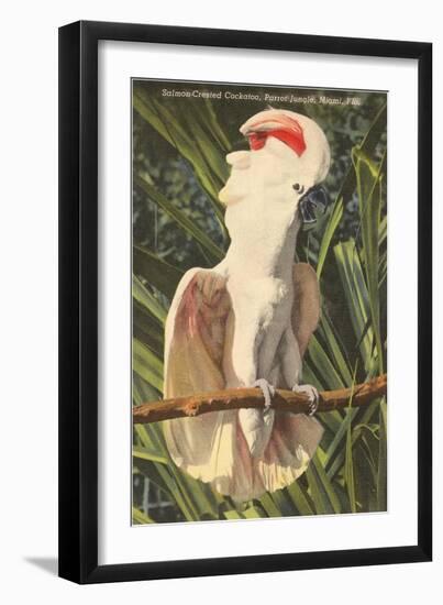 Salmon-Crested Cockatoo, Florida-null-Framed Art Print