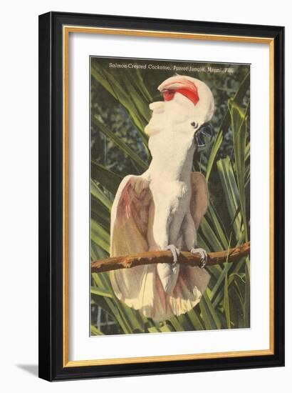 Salmon-Crested Cockatoo, Florida-null-Framed Art Print