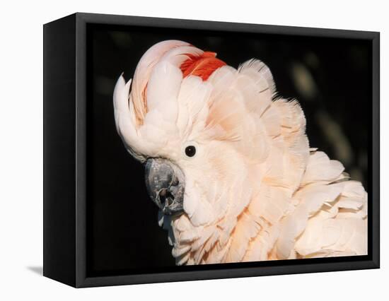 Salmon Crested Cockatoo (Moluccan Cockatoo)-Lynn M. Stone-Framed Premier Image Canvas