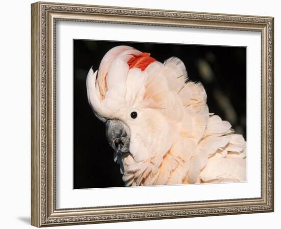 Salmon Crested Cockatoo (Moluccan Cockatoo)-Lynn M. Stone-Framed Photographic Print