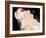 Salmon Crested Cockatoo (Moluccan Cockatoo)-Lynn M. Stone-Framed Photographic Print