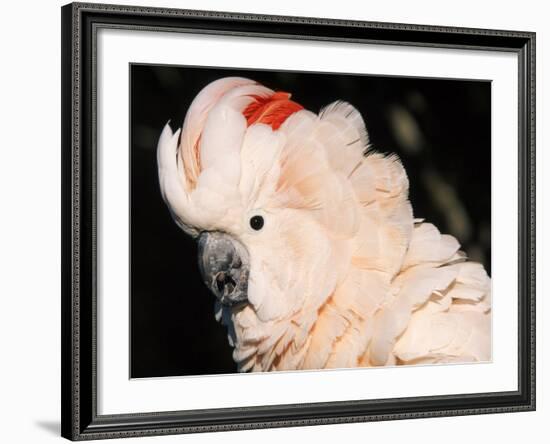 Salmon Crested Cockatoo (Moluccan Cockatoo)-Lynn M. Stone-Framed Photographic Print