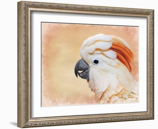 Salmon Crested Cockatoo Portrait 1-Jai Johnson-Framed Giclee Print